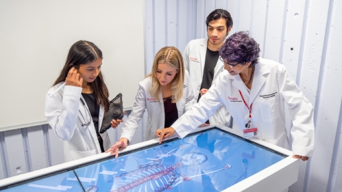 School of Health Professions students look at an anatomy simulation screen