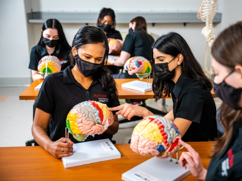 Health professions students study plastic models of the human brain