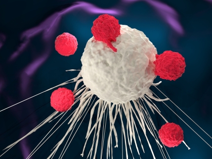 t cells attack disease